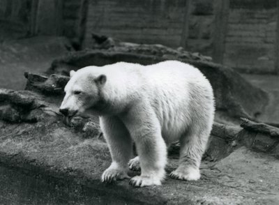 O se Polar Bear e tu i le pito o lona pa i le pito i lalo o le Mappin Terraces, Lonetona Zoo, Setema 1928 (b/w photo) av Frederick William Bond