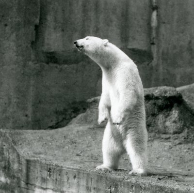 En isbjörn som står högt, på bakbenen, vid kanten av sitt hölje på Mappin Terraces, London Zoo av Frederick William Bond