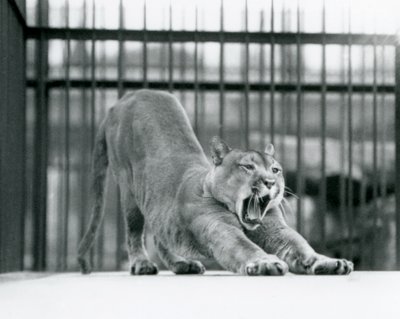 En Puma Cougar Mountain Lion gäspar och sträcker sig på London Zoo i juni 1925 av Frederick William Bond