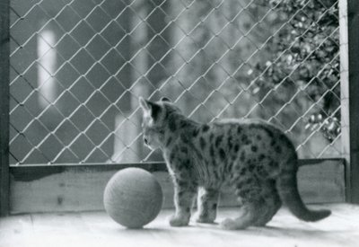 En Puma-kattunge, med en boll, tittar ut ur sitt inhägnad, London Zoo, 1923 av Frederick William Bond