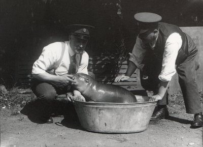 En dvärgflodhäst som tar ett dopp i ZSL London Zoo, augusti 1928. av Frederick William Bond