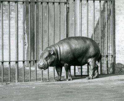 En pygméflodhäst på London Zoo 1927 av Frederick William Bond