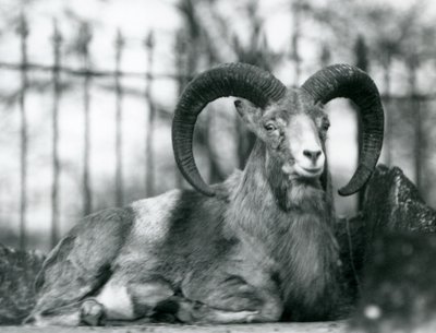 En bagge som sitter på London Zoo, 1925 av Frederick William Bond