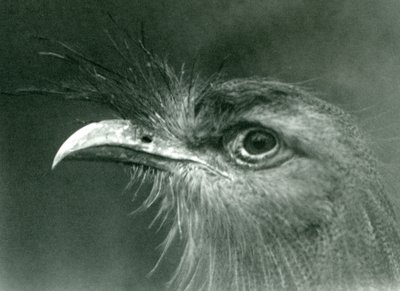 En rödbent seriema på London Zoo 1924 av Frederick William Bond