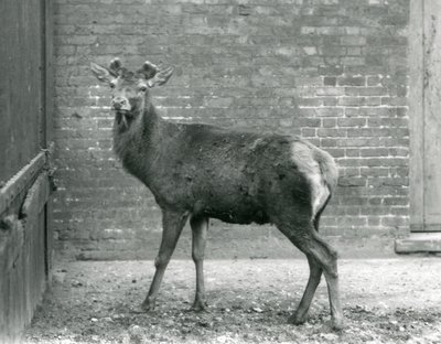 En kronhjortshjort med spirande horn, London Zoo, augusti 1928 (s/v foto) av Frederick William Bond