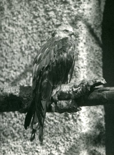 En röd drake uppflugen på en gren på London Zoo 1924 av Frederick William Bond