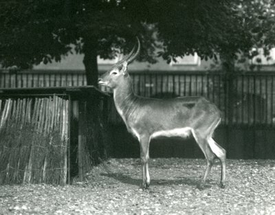A Red Lechwe på London Zoo, juli 1924 av Frederick William Bond