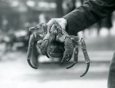 En rånarkrabba, eller kokosnötskrabba som hålls upp av en djurhållare på London Zoo, juli 1927 av Frederick William Bond