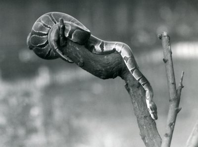 En Royal Ball Python på väg nerför en gren på London Zoo i oktober 1925 av Frederick William Bond