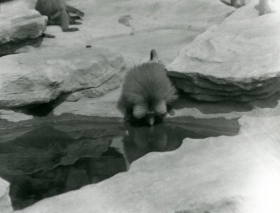 En helig babian dricker ur en pool bland klipporna på "Monkey Hill", London Zoo av Frederick William Bond
