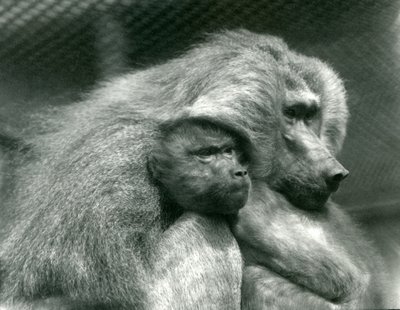 En helig babian med sina ungar på London Zoo, juli 1924 av Frederick William Bond