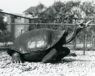 En sadelrygg, Galapagos sköldpadda som matas med en banan på en pinne (s/v foto) av Frederick William Bond