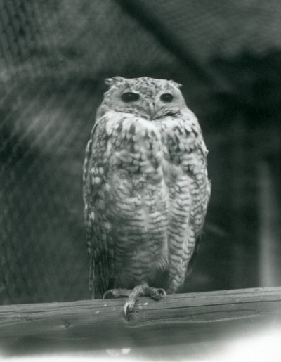 En Savingys Pharaoh Eagle-owl vilar på en gren på London Zoo, september 1925 av Frederick William Bond