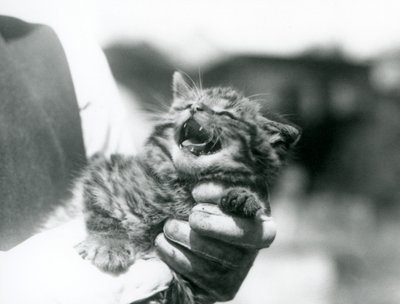 En skotsk vildkattunge som hålls i händerna på sin djurhållare, London Zoo av Frederick William Bond