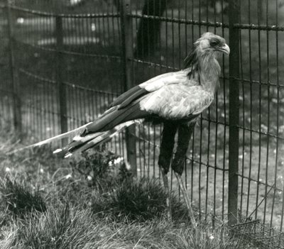 A Secretary Bird på London Zoo i september 1923 av Frederick William Bond