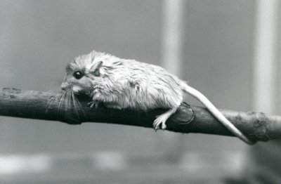 En Shaws Jird som klättrar längs en gren på London Zoo 1927. av Frederick William Bond