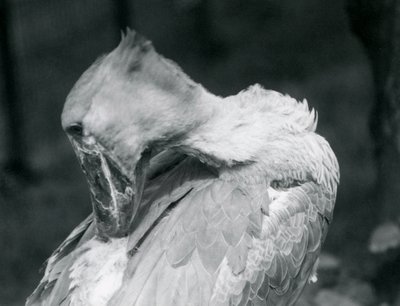 En skonäbb som putsar sina fjädrar på London Zoo 1926 av Frederick William Bond