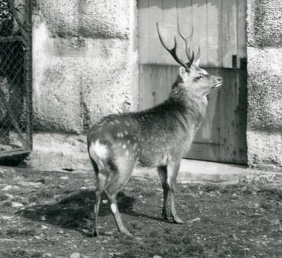 En SikaJapaneseSpotted Stag stående i hans inhägnad, på London Zoo, augusti 1927 av Frederick William Bond