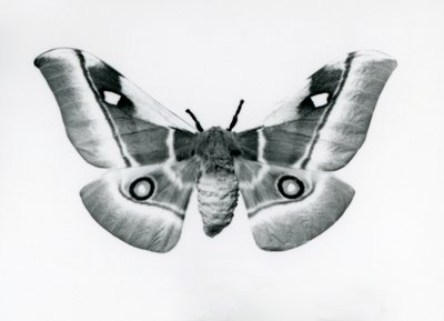 En Silkmoth, Bunaea caffraria, på London Zoo, före 1930 av Frederick William Bond