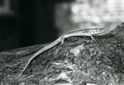 En Skink vilande på en stock på London Zoo 1929 (s/v foto) av Frederick William Bond