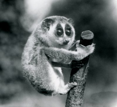 En smal Loris som håller i änden av en filial, London Zoo, augusti 1926 av Frederick William Bond