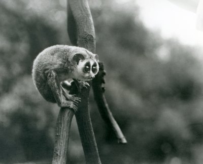 En smal Loris tittar ner från en gren, London Zoo, augusti 1926 av Frederick William Bond