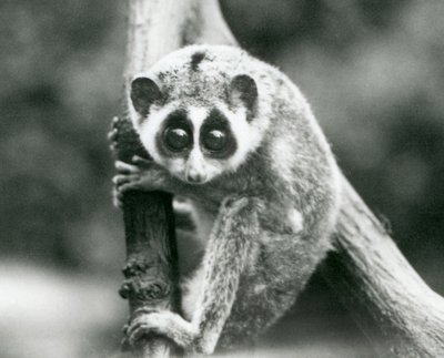 En smal Loris tittar ner från en gren, London Zoo, augusti 1926 av Frederick William Bond