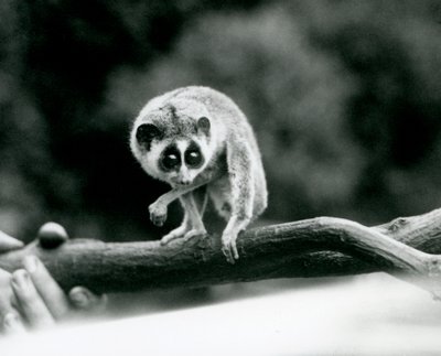 En slank Loris tittar ner från en gren som hålls i en vårdares händer, London Zoo, augusti 1926 av Frederick William Bond