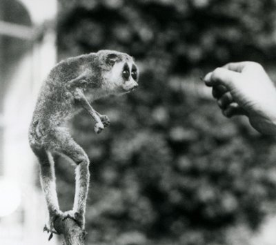 En smal Loris som står upprätt på en gren och tittar på en vårdares hand när den erbjuds en mjölmask, London Zoo, augusti 1926 av Frederick William Bond
