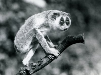 En smal Loris som går på en gren, London Zoo, augusti 1926 av Frederick William Bond