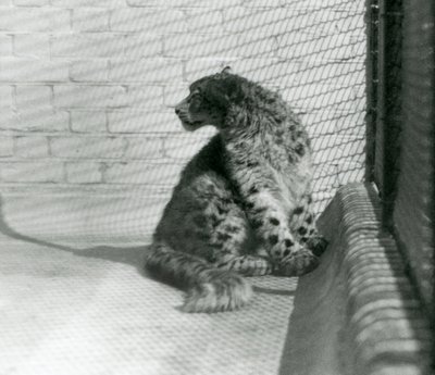 En Snow Leopard sitter på golvet, London Zoo av Frederick William Bond