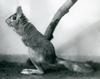 En sydafrikansk SpringhareCape Jumping Hare sitter vid en gren i dess inhägnad, London Zoo, december 1925 av Frederick William Bond