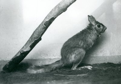 En sydafrikansk SpringhareCape Jumping Hare sitter under en gren i dess inhägnad, London Zoo, december 1925 av Frederick William Bond