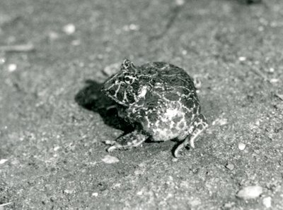 A South American Horned Frog, London Zoo, december 1925 av Frederick William Bond
