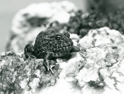 En sydamerikansk horngroda sitter på en sten och visar sin defensiva ställning, London Zoo, augusti 1928 (s/v foto) av Frederick William Bond