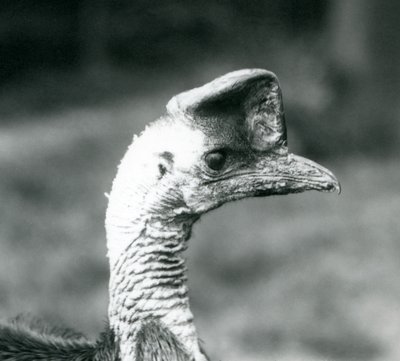 A Southern Cassowary på London Zoo, juni 1925 av Frederick William Bond