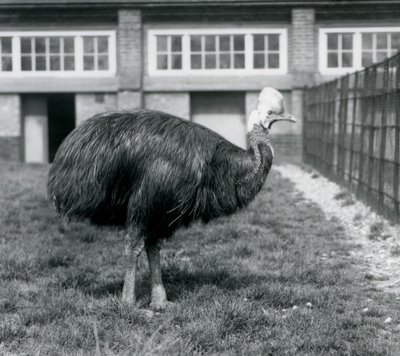 En Southern Cassowary på London Zoo i juni 1925 av Frederick William Bond