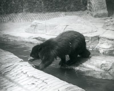 En glasögonbjörn eller andinbjörn korsar en bäck inom dess inhägnad vid London Zoo, juli 1925 av Frederick William Bond