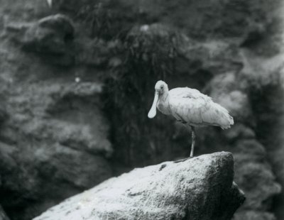 En skednäbb som står på en sten på London Zoo i september 1927 av Frederick William Bond