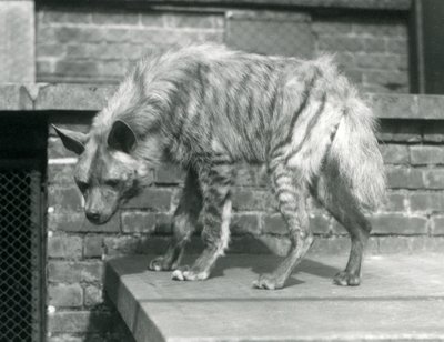 En randig hyaena som står på en plattform i sin inhägnad vid London Zoo, juni 1925 av Frederick William Bond