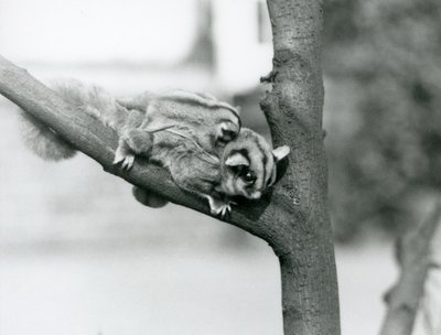 En Sugar Glider på en gren med sin baby på ryggen, London Zoo av Frederick William Bond