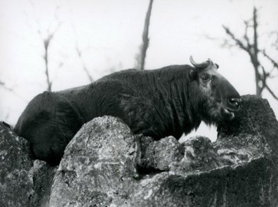 En Takin, även känd som en sämskskinn eller Gnu-get, vilande på en sten, London Zoo, 1925 av Frederick William Bond