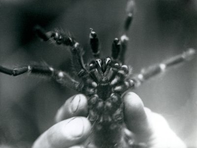 En Tarantula som hålls upp för att visa sina huggtänder underifrån, London Zoo, oktober 1925 av Frederick William Bond