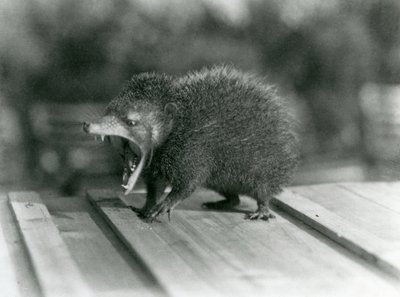 En Tenrec med öppen mun, som visar sin breda gap och vassa tänder, London Zoo av Frederick William Bond