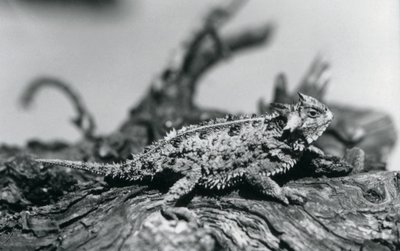 En Texas hornödla/hornpadda/hornpadda/kåtpadda vilar på en stock på London Zoo i september 1928 (s/v foto) av Frederick William Bond