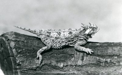 En Texas hornödla/hornpadda/hornpadda/kåtpadda vilar på en stock på London Zoo i augusti 1928 (s/v foto) av Frederick William Bond