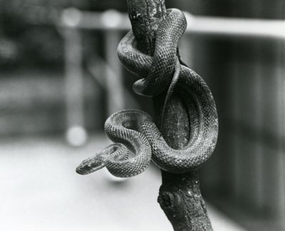 En Texas Rat Snake slingrade sig runt en nästan vertikal gren på London Zoo i augusti 1928 (s/v foto) av Frederick William Bond