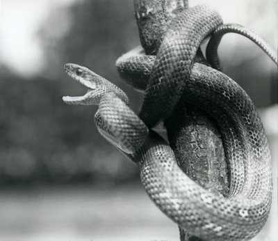 En Texas Rat Snake gapande, medan den rullas runt en nära vertikal gren, London Zoo, augusti 1928 (s/v foto) av Frederick William Bond