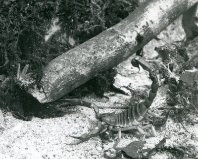 En Texas Scorpion på London Zoo 1928 (s/v foto) av Frederick William Bond