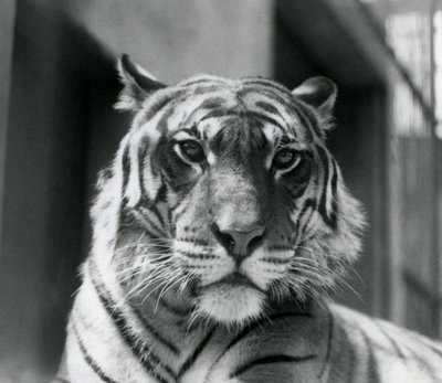 En tiger på London Zoo i juli 1924 av Frederick William Bond
